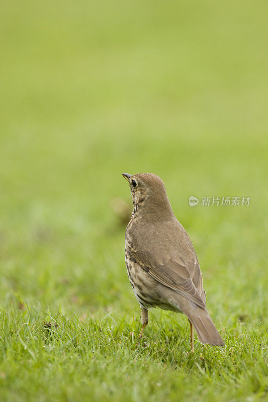 歌鸫(Turdus philomelos)